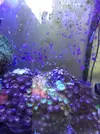 [TodoMarino.com] Desmonte Acuario Lucena (Córdoba) - LUCENA (CORDOBA)