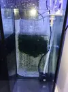 [TodoMarino.com] Reef de BlackBass [WaterBox Silver 35.1 (83 + 40 lts)]