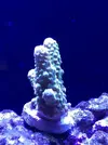 [TodoMarino.com] Me presento y presento mi proyecto Reef 425 Litros