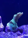 [TodoMarino.com] Me presento y presento mi proyecto Reef 425 Litros