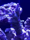 [TodoMarino.com] Me presento y presento mi proyecto Reef 425 Litros