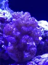 [TodoMarino.com] Me presento y presento mi proyecto Reef 425 Litros