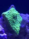 [TodoMarino.com] Me presento y presento mi proyecto Reef 425 Litros