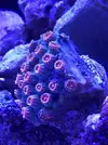 [TodoMarino.com] Me presento y presento mi proyecto Reef 425 Litros