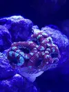[TodoMarino.com] Me presento y presento mi proyecto Reef 425 Litros