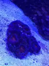 [TodoMarino.com] Me presento y presento mi proyecto Reef 425 Litros