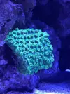 [TodoMarino.com] Me presento y presento mi proyecto Reef 425 Litros