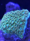 [TodoMarino.com] Me presento y presento mi proyecto Reef 425 Litros