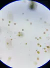 [TodoMarino.com] Son dinos ?