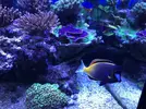 [TodoMarino.com] Acanthurus japonicus M/L 40€ madrid - Madrid