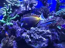 [TodoMarino.com] Acanthurus japonicus M/L 40€ madrid - Madrid