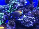 [TodoMarino.com] Acanthurus japonicus M/L 40€ madrid - Madrid