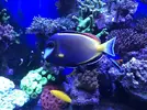 [TodoMarino.com] Acanthurus japonicus M/L 40€ madrid - Madrid