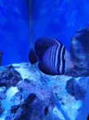 [TodoMarino.com] Vendo Zebrasoma Desjadini - Getafe