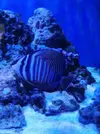 [TodoMarino.com] Vendo Zebrasoma Desjadini - Getafe