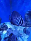 [TodoMarino.com] Vendo Zebrasoma Desjadini - Getafe