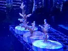 [TodoMarino.com] Vendo esquejes acropora zona Barcelona - Montcada i Reixac