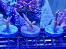 [TodoMarino.com] Vendo esquejes acropora zona Barcelona - Montcada i Reixac