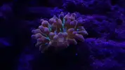[TodoMarino.com] Pisito Reef. Poco a poco, ahora sí