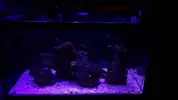 [TodoMarino.com] Pisito Reef. Poco a poco, ahora sí
