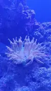 [TodoMarino.com] Pisito Reef. Poco a poco, ahora sí