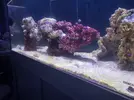 [TodoMarino.com] Mi primer marino.