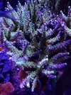 [TodoMarino.com] Acropora vàlida. Madrid. No envio - Madrid
