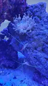 [TodoMarino.com] Pisito Reef. Poco a poco, ahora sí