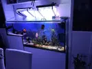 [TodoMarino.com] Vendo acuario grande con escalon - Parla