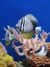 [TodoMarino.com] Zebrasoma Desjardinii - Santa eulalia de ronçana (BCN)