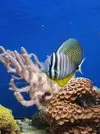 [TodoMarino.com] Zebrasoma Desjardinii - Santa eulalia de ronçana (BCN)