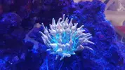 [TodoMarino.com] Pisito Reef. Poco a poco, ahora sí