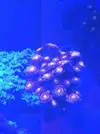 [TodoMarino.com] Cambio zoas fairy