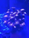 [TodoMarino.com] Cambio zoas fairy