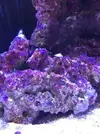 [TodoMarino.com] Mi nuevo acuario Waterbox35.1