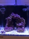 [TodoMarino.com] Mi nuevo acuario Waterbox35.1