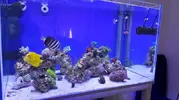 [TodoMarino.com] Mi nuevo acuario Waterbox35.1