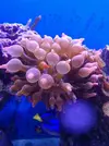 [TodoMarino.com] Vendo anemonas cuadricolor  alga chaeto tambien.  Xeraco valencia