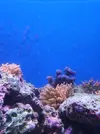 [TodoMarino.com] Vendo anemonas cuadricolor  alga chaeto tambien.  Xeraco valencia