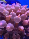 [TodoMarino.com] Vendo anemonas cuadricolor  alga chaeto tambien.  Xeraco valencia
