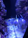 [TodoMarino.com] Mi nuevo acuario Waterbox35.1
