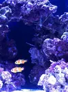 [TodoMarino.com] Mi nuevo acuario Waterbox35.1