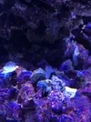 [TodoMarino.com] Mi nuevo acuario Waterbox35.1