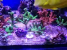 [TodoMarino.com] Vendo Esquejes ( montiporas varias) - Madrid