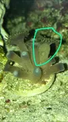 [TodoMarino.com] q tiene mi zoa?