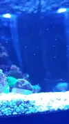 [TodoMarino.com] Tipo de microfauna