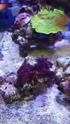 [TodoMarino.com] Identificacion alga roja (tipo estropajo)