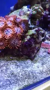 [TodoMarino.com] Identificacion alga roja (tipo estropajo)