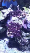 [TodoMarino.com] Identificacion alga roja (tipo estropajo)