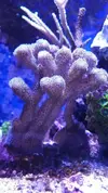 [TodoMarino.com] Cambio pieza de stylophora milka